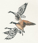 Canada Goose